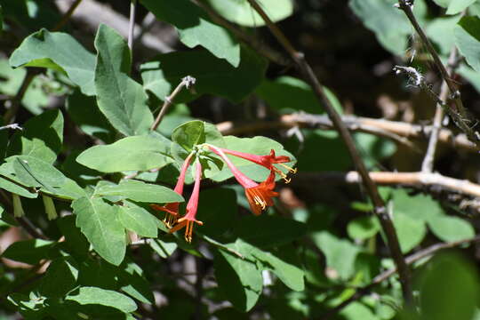 Lonicera arizonica Rehder的圖片