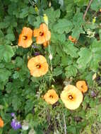 Image of windpoppy