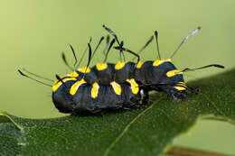 Acronicta alni Linnaeus 1767 resmi