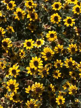 Image of Mexican creeping zinnia