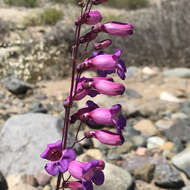 Image de Penstemon spectabilis var. subinteger (D. D. Keck) C. C. Freeman