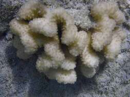 Слика од Pocillopora meandrina Dana 1846