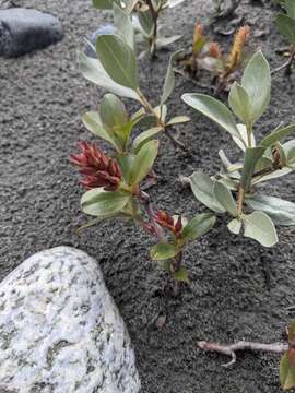 Image of Setchell's Willow