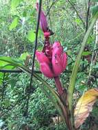 Image of hairy banana