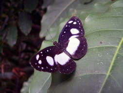 Image of Pantoporia venilia Linnaeus 1758