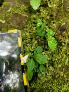 Image of Mazus goodeniifolius (Hornem.) Pennell