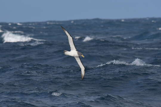 Image of Chatham Albatross