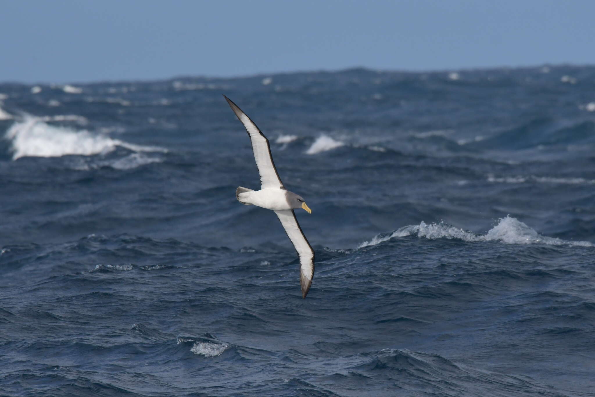 Image de Albatros des Chatham