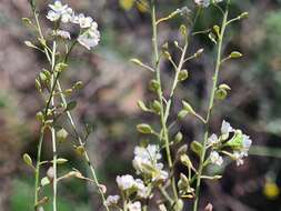 Image de Lepidium meyeri subsp. meyeri