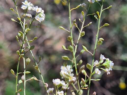 Image of Lepidium meyeri subsp. meyeri