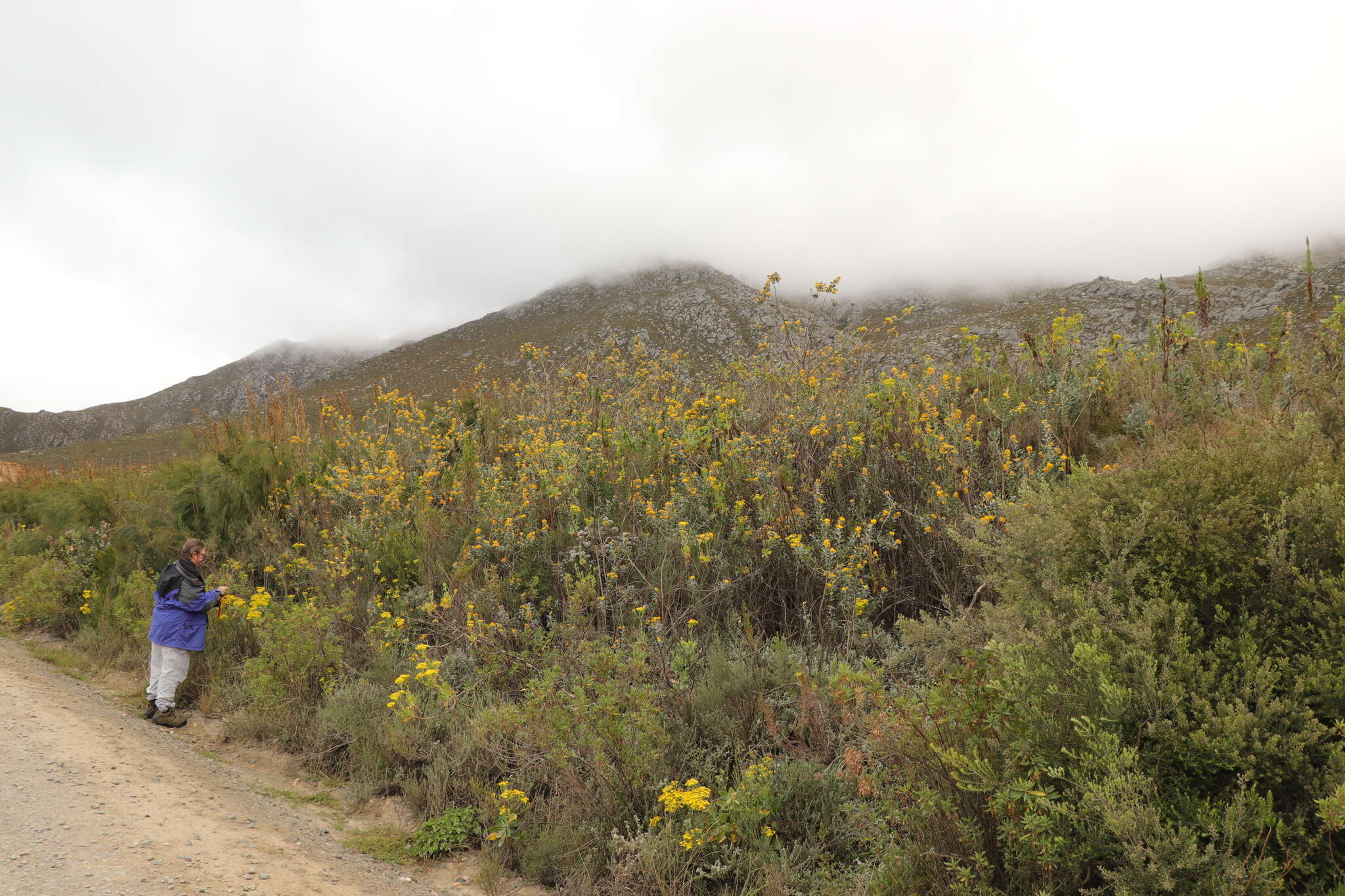 Stirtonanthus taylorianus (L. Bolus) B.-E. van Wyk & A. L. Schutte的圖片