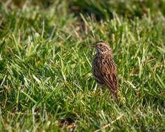 Image of Passerculus sandwichensis savanna (Wilson & A 1811)