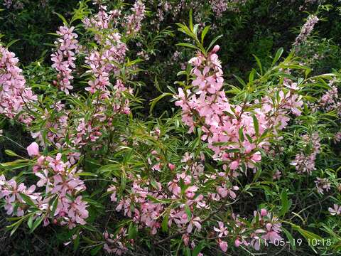 Imagem de Prunus tenella Batsch