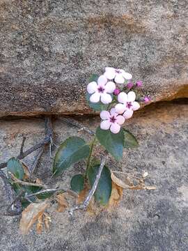 Image of Teedia pubescens Burch.