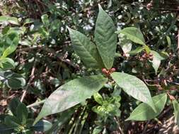 Image of Ficus pandurata Hance