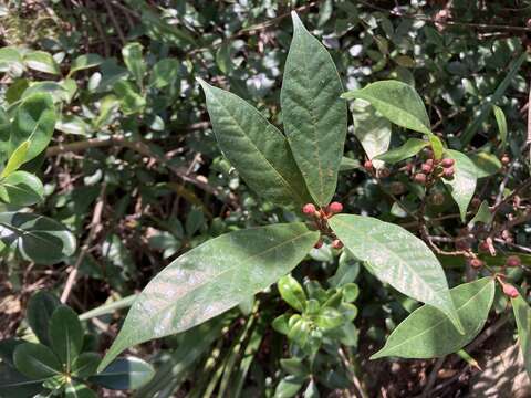 صورة Ficus pandurata Hance