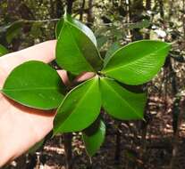 Image of Alyxia ilicifolia subsp. magnifolia (Bailey) P. I. Forster