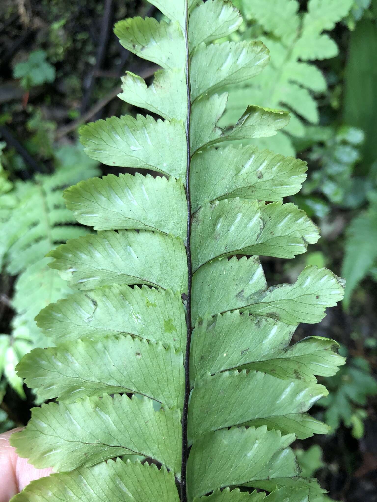 Image de Hymenasplenium excisum (C. Presl) S. Linds.