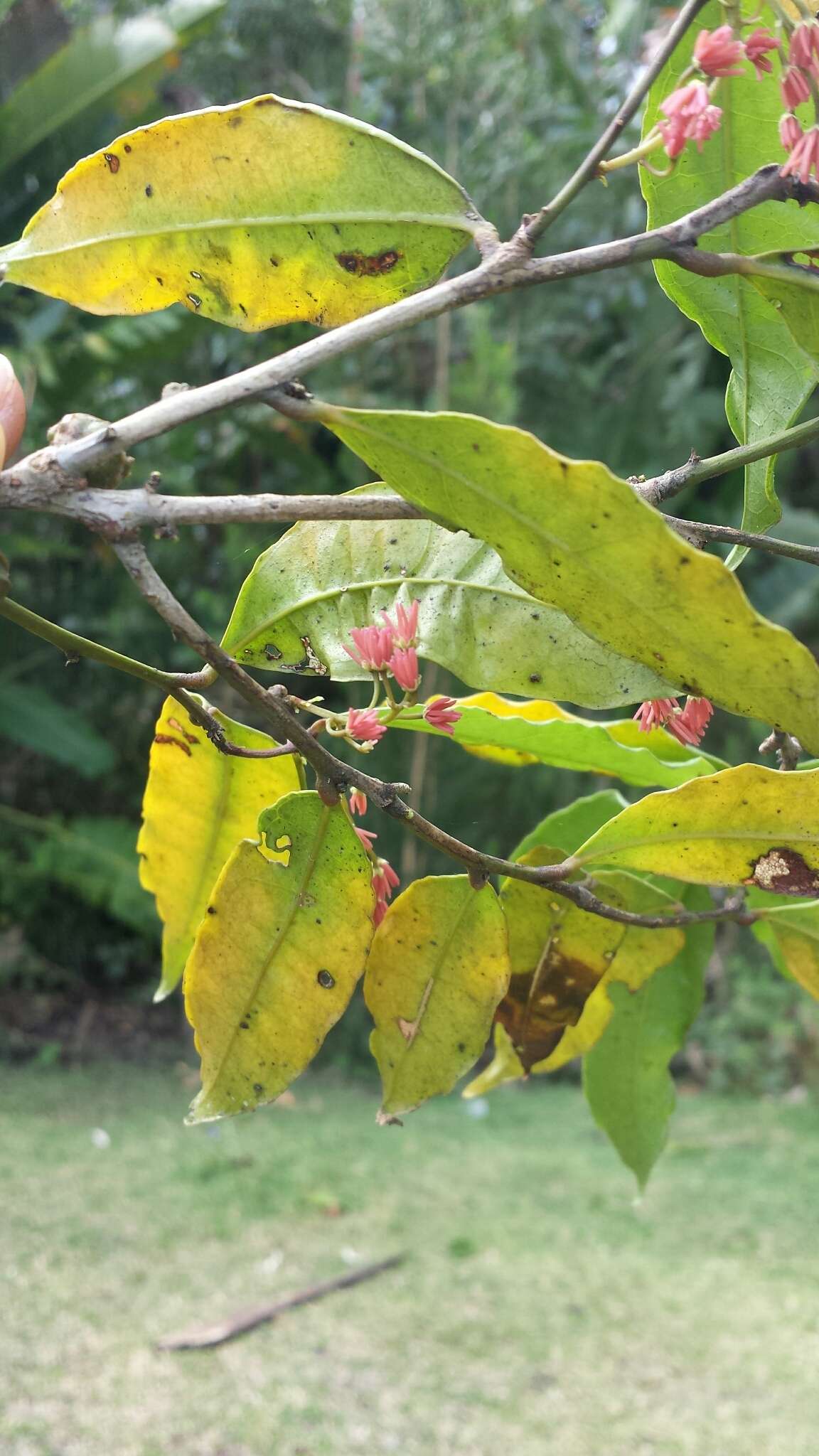 Image of Physena madagascariensis Steud.