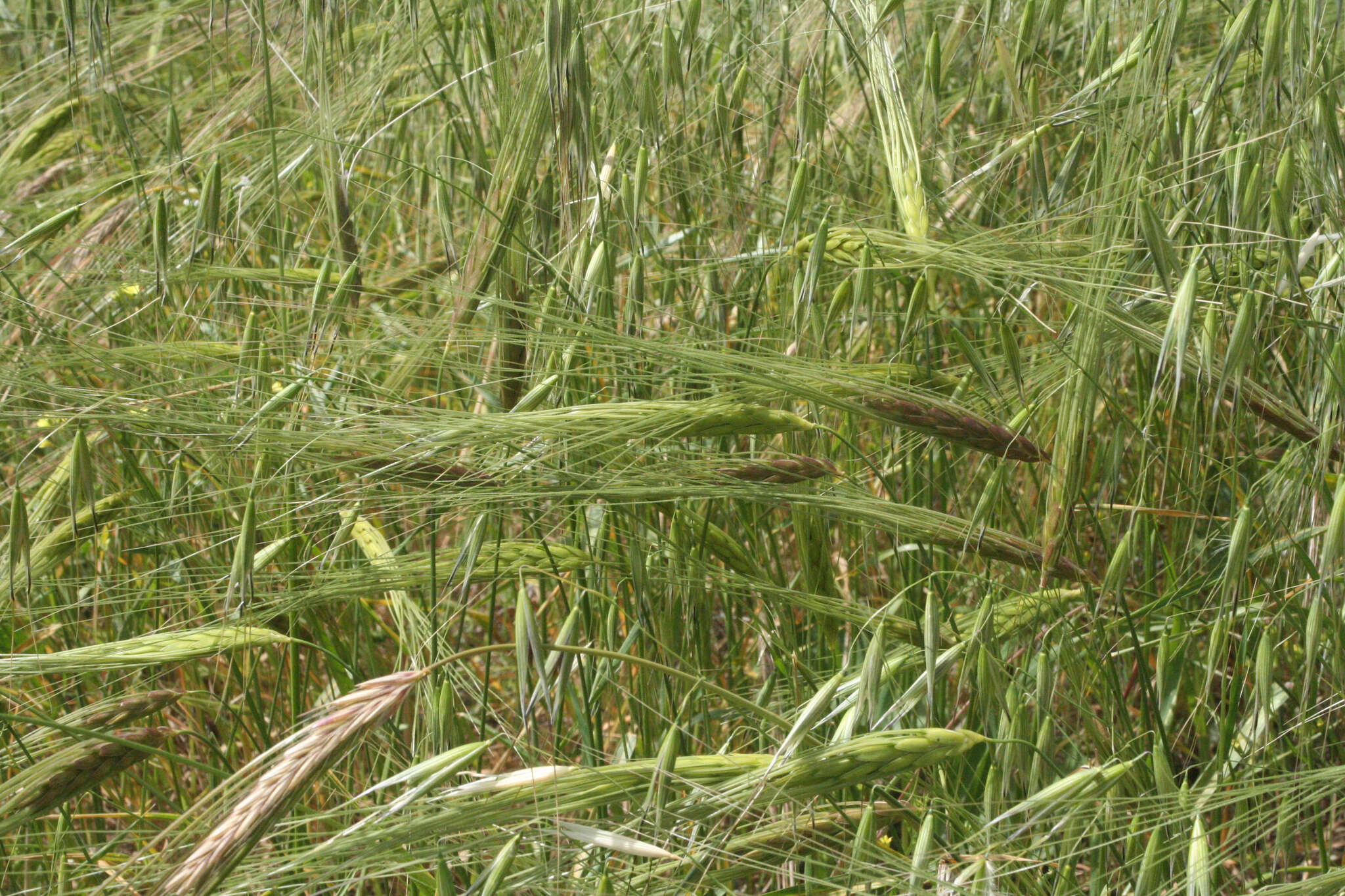 Plancia ëd Triticum dicoccoides (Asch. & Graebn.) Schweinf.