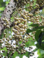 Image de Baccaurea motleyana (Müll. Arg.) Müll. Arg.