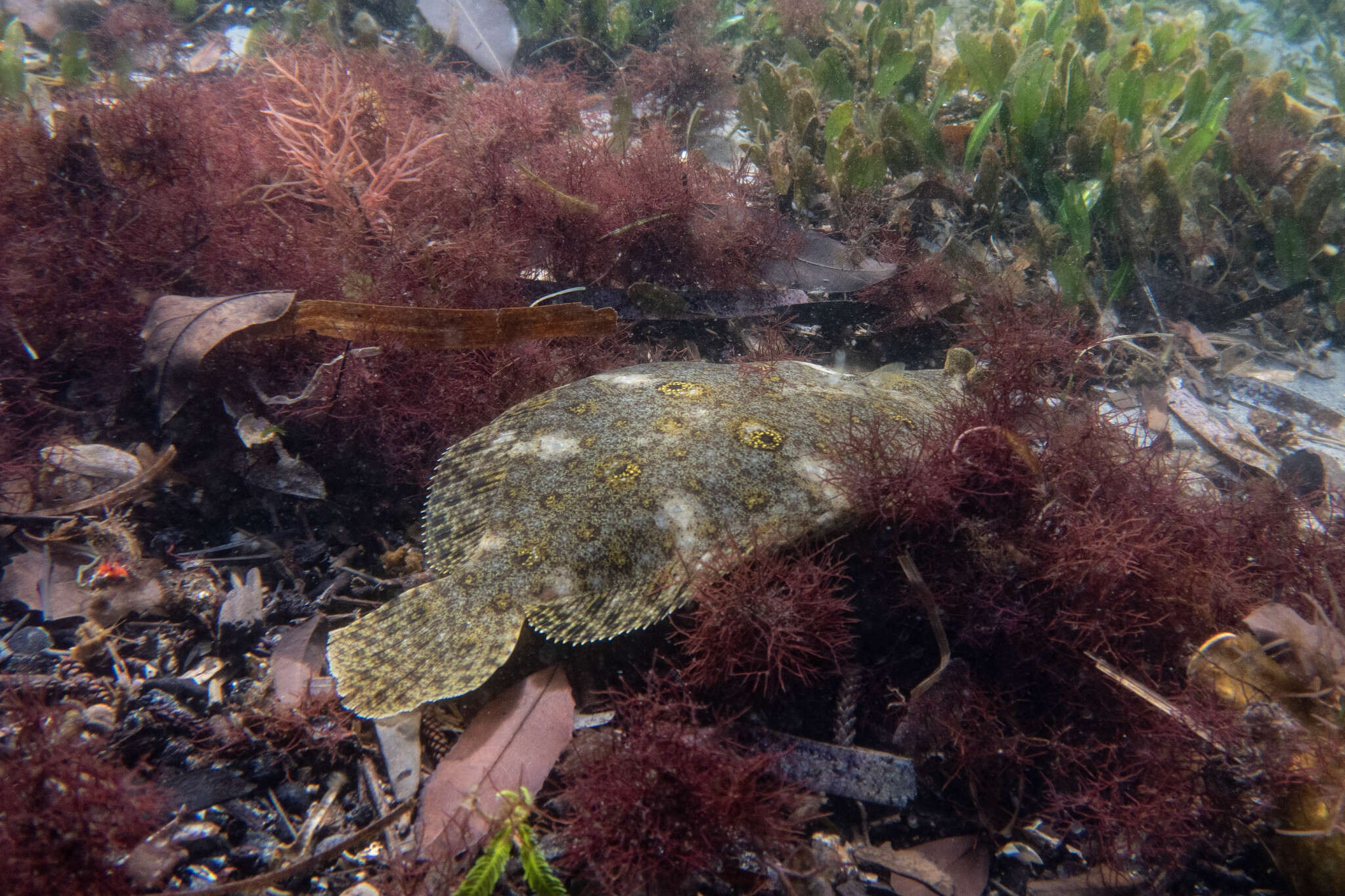 Image of Jenyn&#39;s flounder