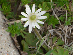 Anemone berlandieri Pritz. resmi