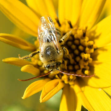 Image of Agile Long-horned Bee