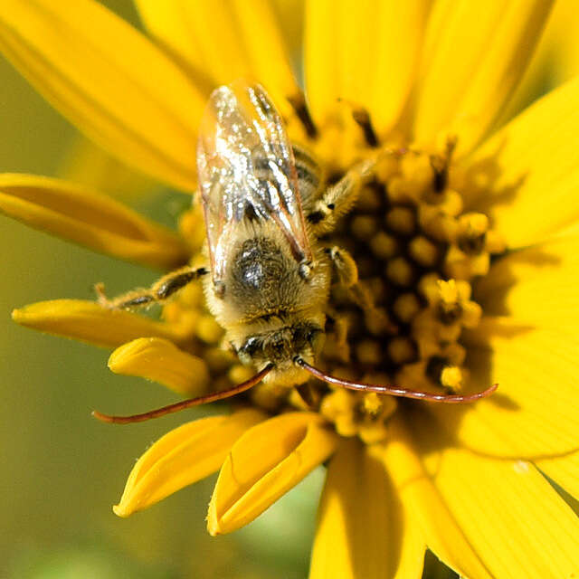 Image of Agile Long-horned Bee