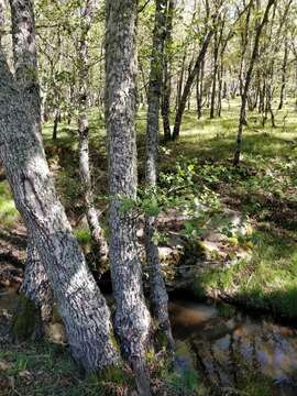 Image of Alnus lusitanica Vít, Douda & Mandák