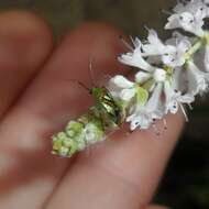 Image of Plant bug