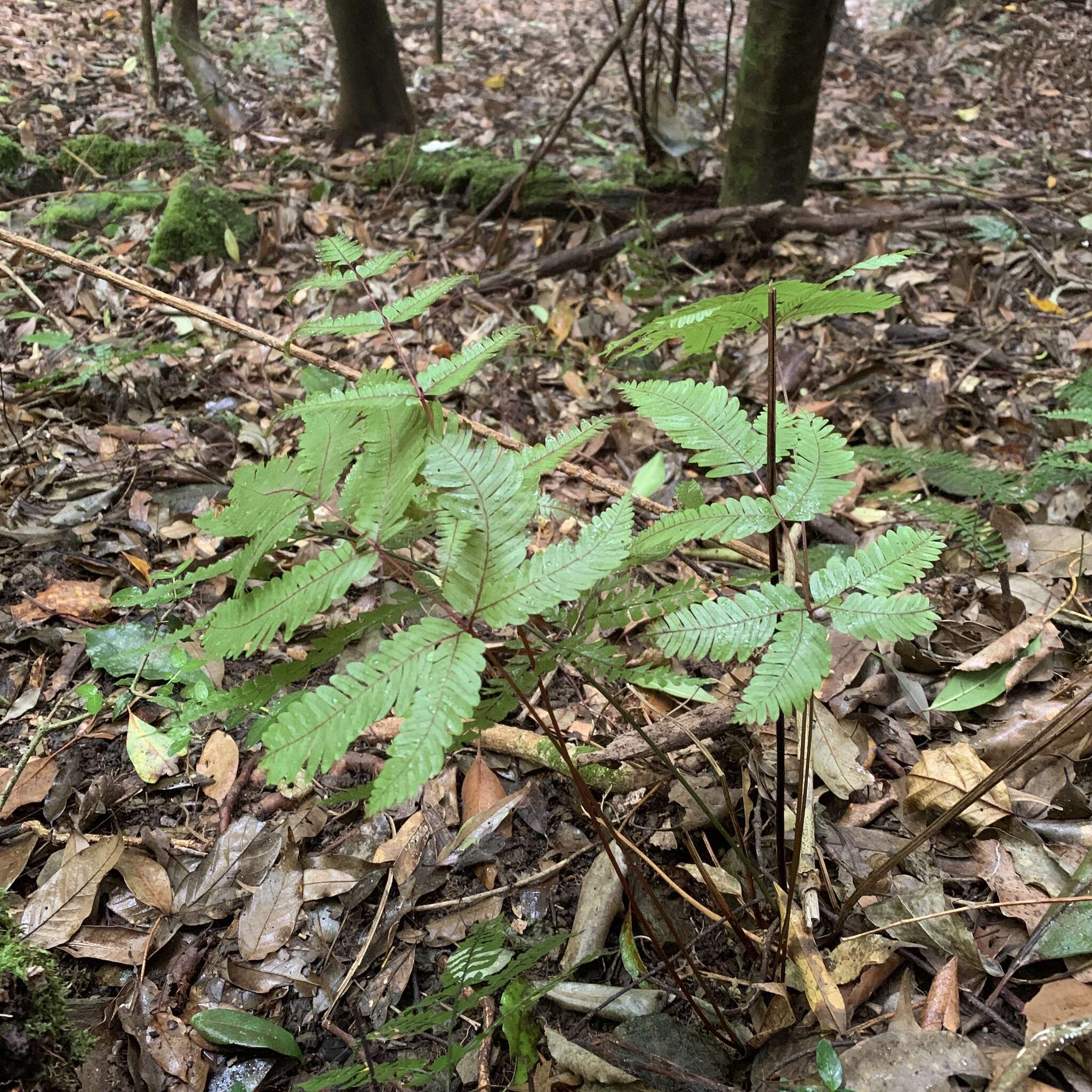 Sivun Pteris setulosocostulata Hayata kuva