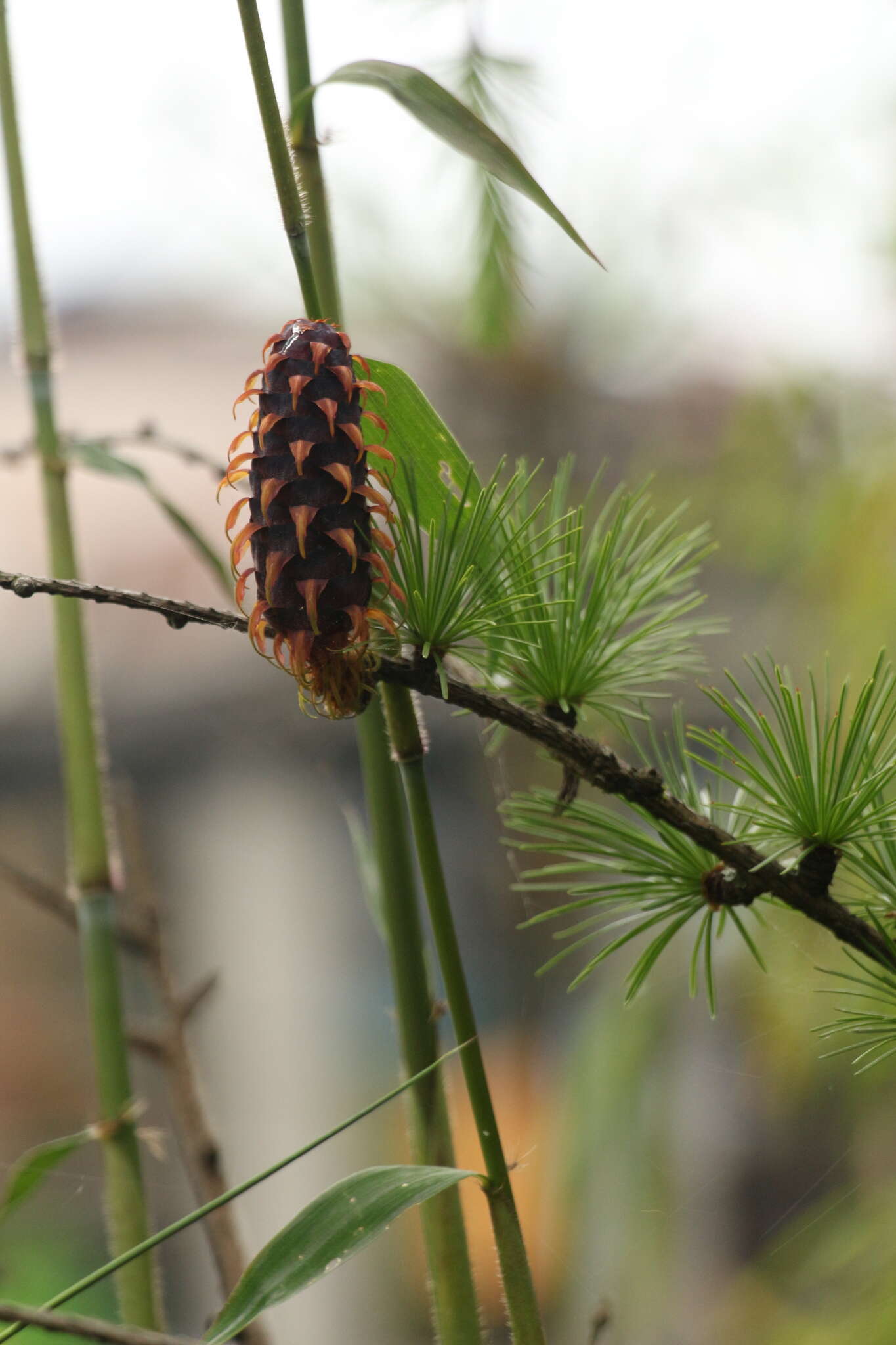 Image of Sikkim Larch