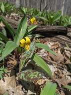 Image of dogtooth violet