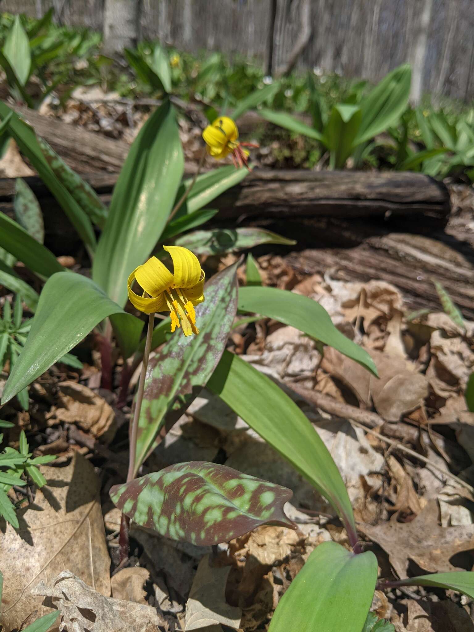 Image of dogtooth violet