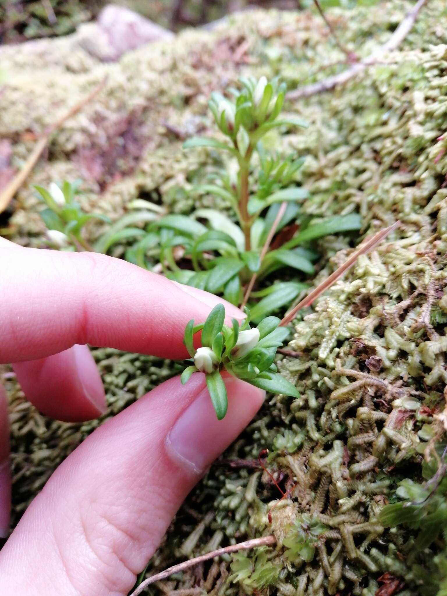 Imagem de Gentianella concinna (Hook. fil.) T. N. Ho & S. W. Liu