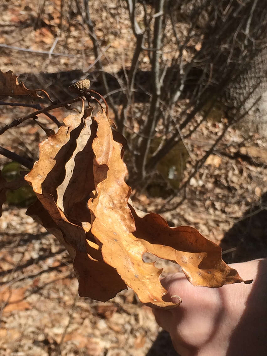 Image of Swamp White Oak