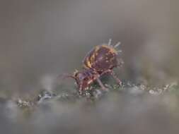 Image of Dicyrtomina violacea (Krausbauer 1898)