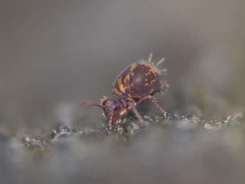 Image of Dicyrtomina violacea (Krausbauer 1898)