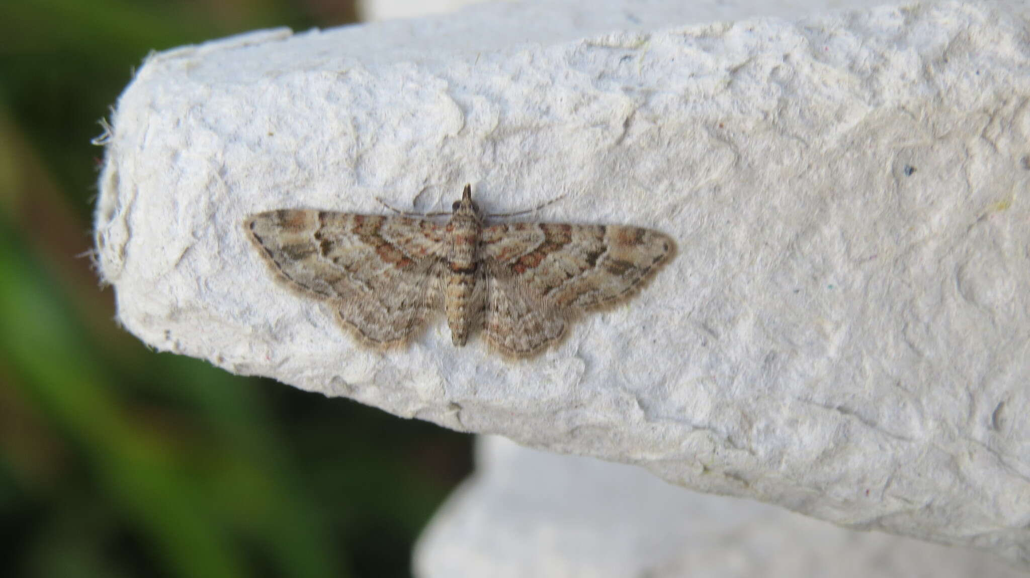 Image of double-striped pug