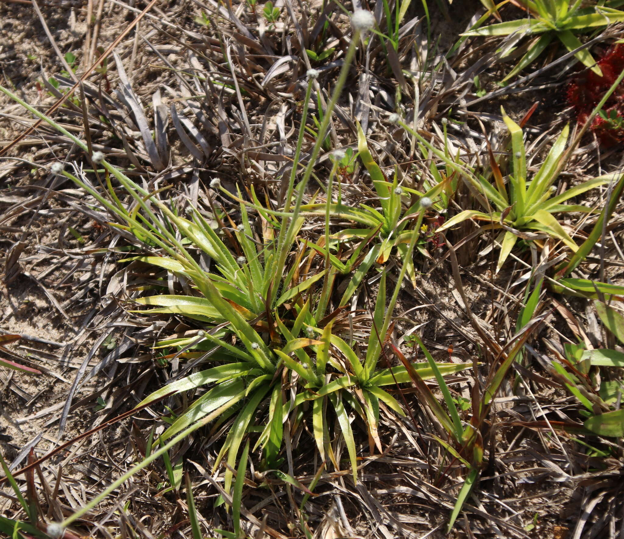 Image de Lachnocaulon anceps (Walter) Morong