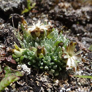 Sivun Gamochaeta lulioana S. E. Freire & L. Iharlegui kuva