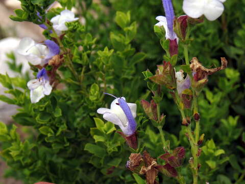 Salvia chamelaeagnea Berg. resmi