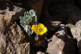 Image of Avery Peak twinpod