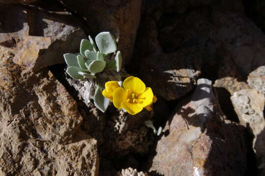 Image of Avery Peak twinpod