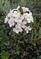 Plancia ëd Cardamine microphylla Adams