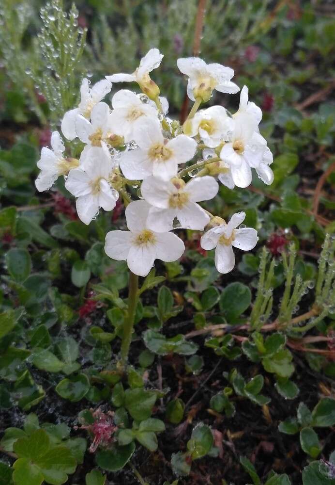 Imagem de Cardamine microphylla Adams