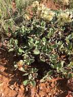 Image of James' buckwheat