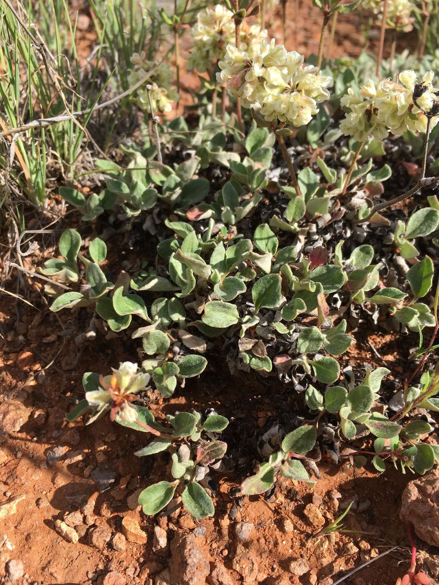 Image of James' buckwheat
