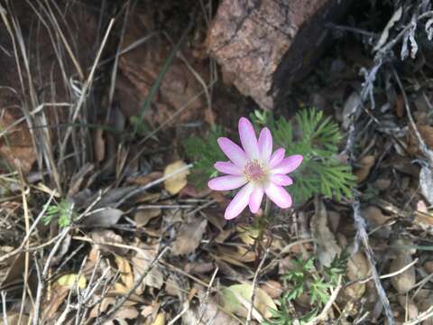 Anemone tuberosa Rydb. resmi